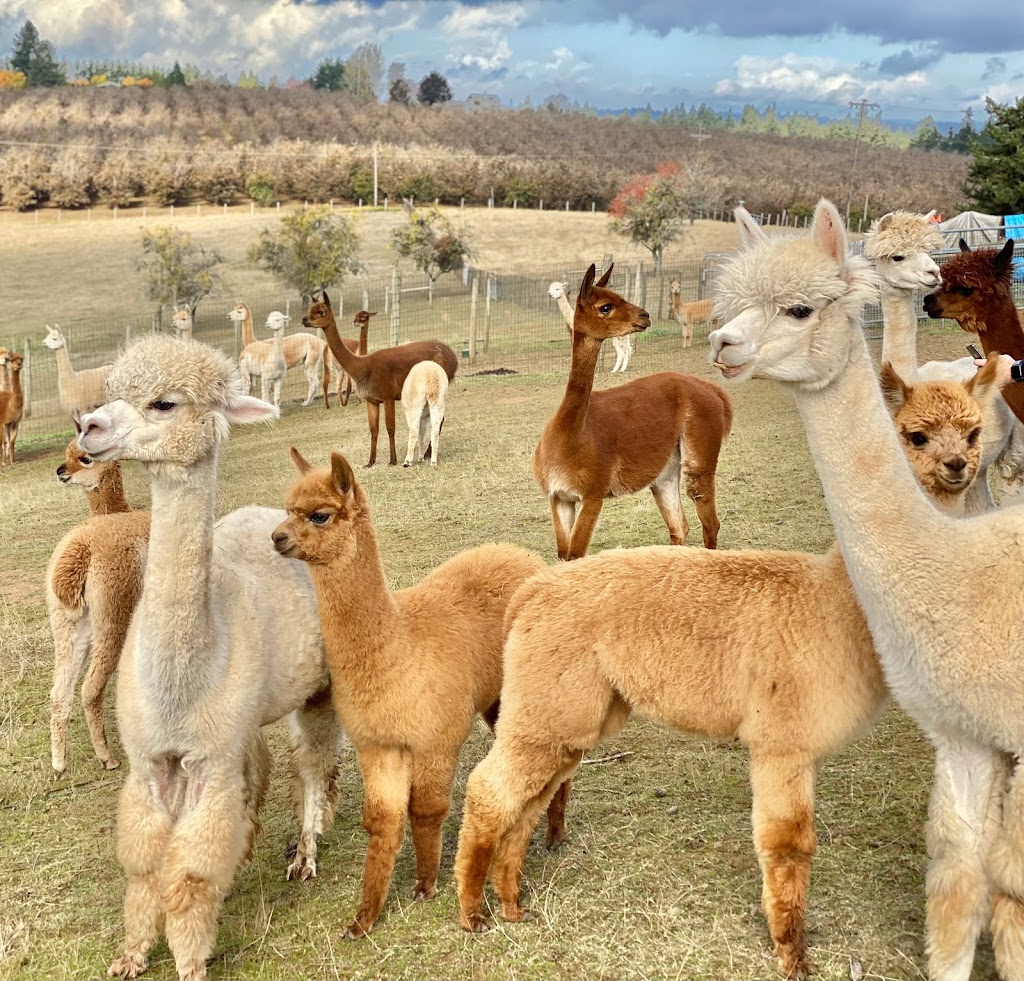 Alpacas of Oregon | 21345 SW Aebischer Rd, Sherwood, OR 97140, USA | Phone: (503) 348-6958