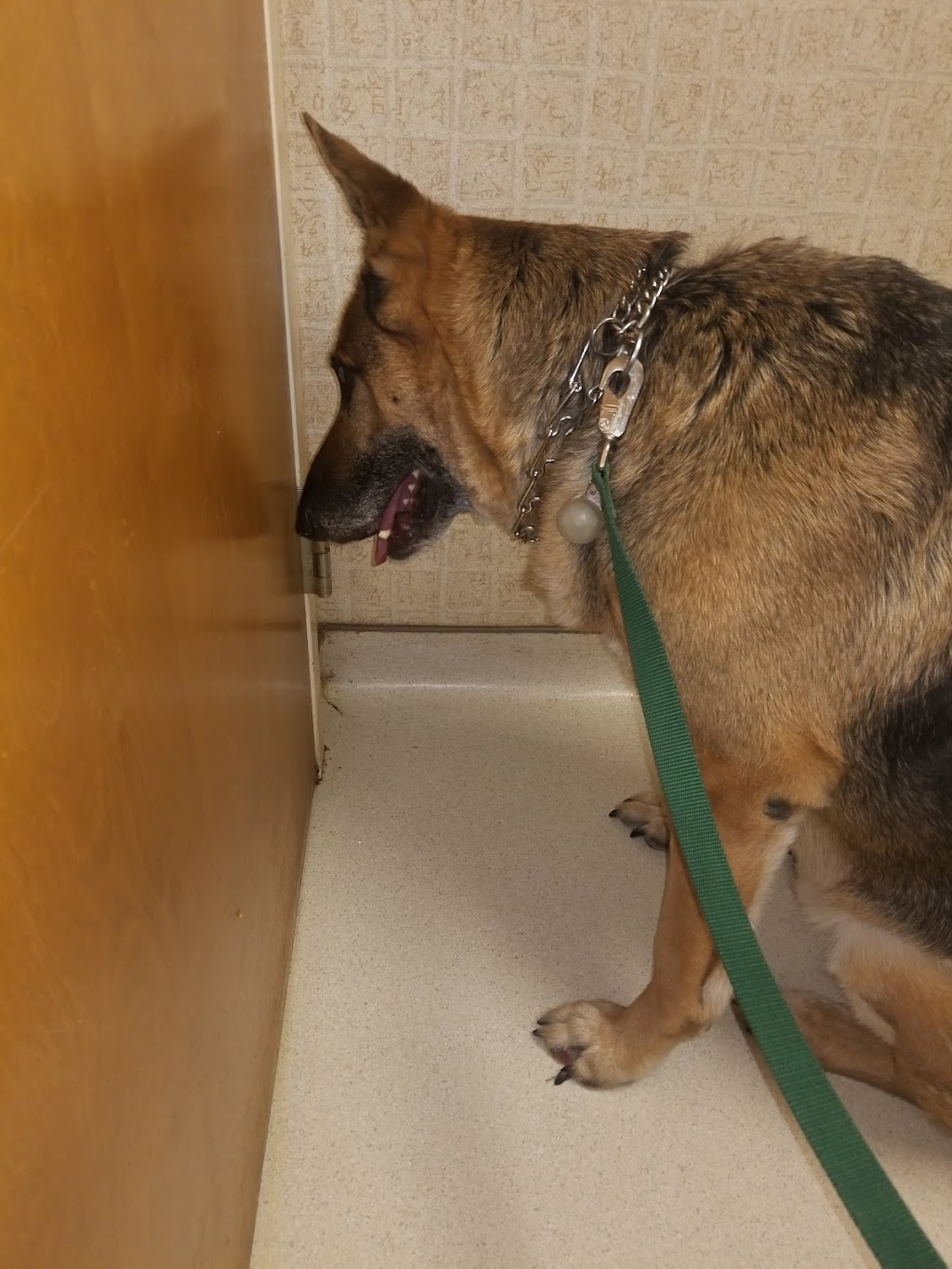 Total Care Veterinary Hospital | 633 Greensboro Rd, High Point, NC 27260, USA | Phone: (336) 841-8877
