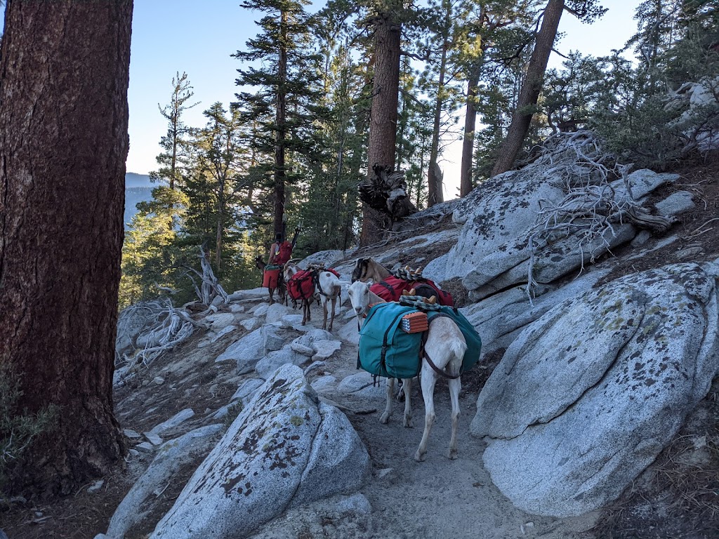 High Sierra Pack Goats | 241 Heidi Cir, Carson City, NV 89701, USA | Phone: (775) 315-3719