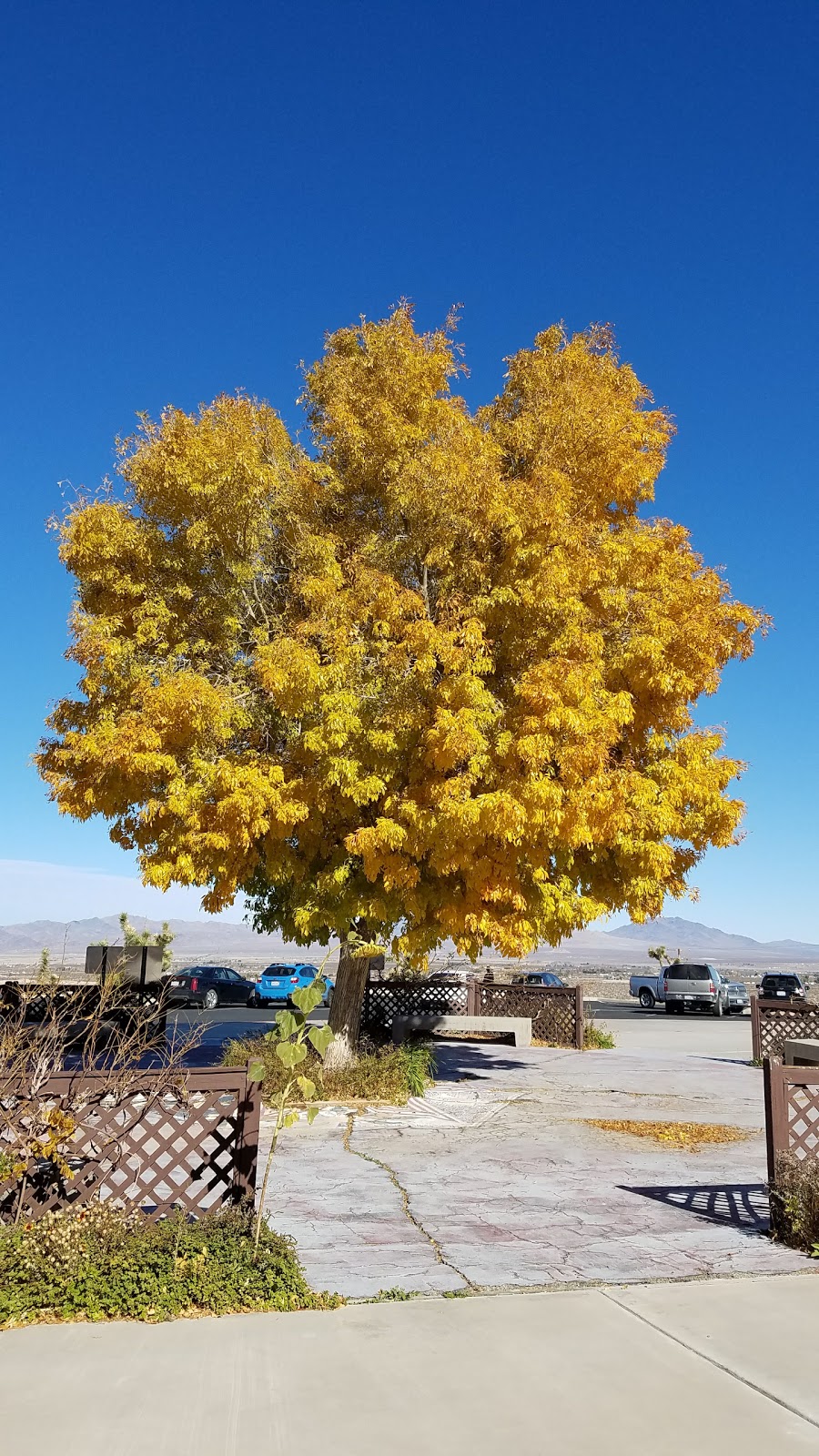 Lucerne Valley Unified School District | 8560 Aliento Rd, Lucerne Valley, CA 92356 | Phone: (760) 248-6108