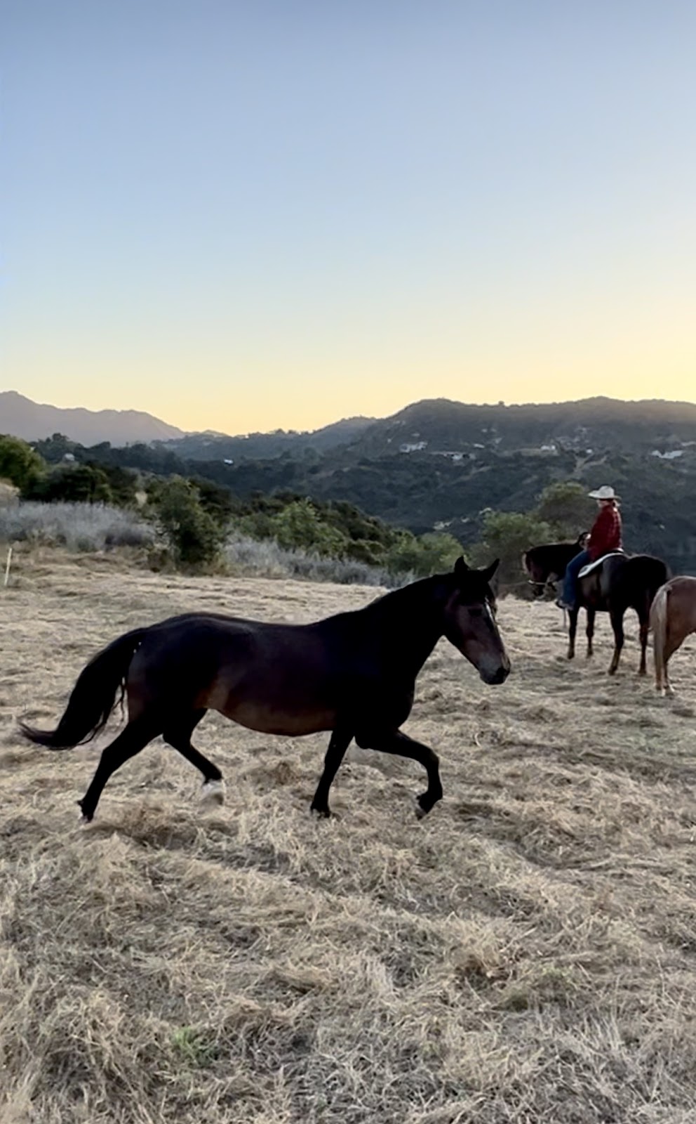 Mindful Mustang at Rugged Ranch | 1406 N Topanga Canyon Blvd, Topanga, CA 90290, USA | Phone: (310) 435-1034