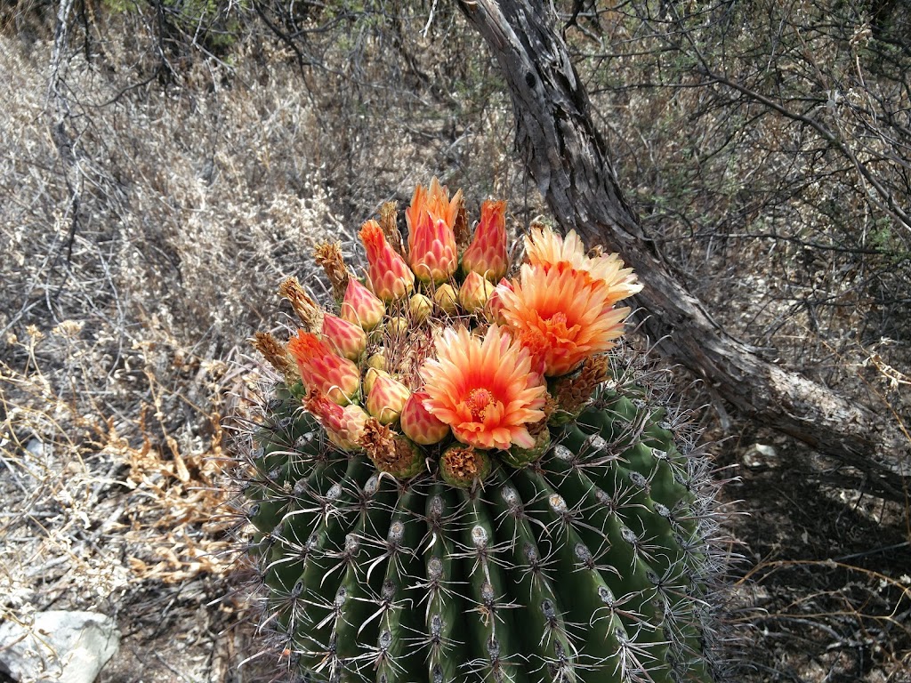 Honey Bee Canyon Park | 13880 N Rancho Vistoso Blvd, Oro Valley, AZ 85755, USA | Phone: (520) 229-5050