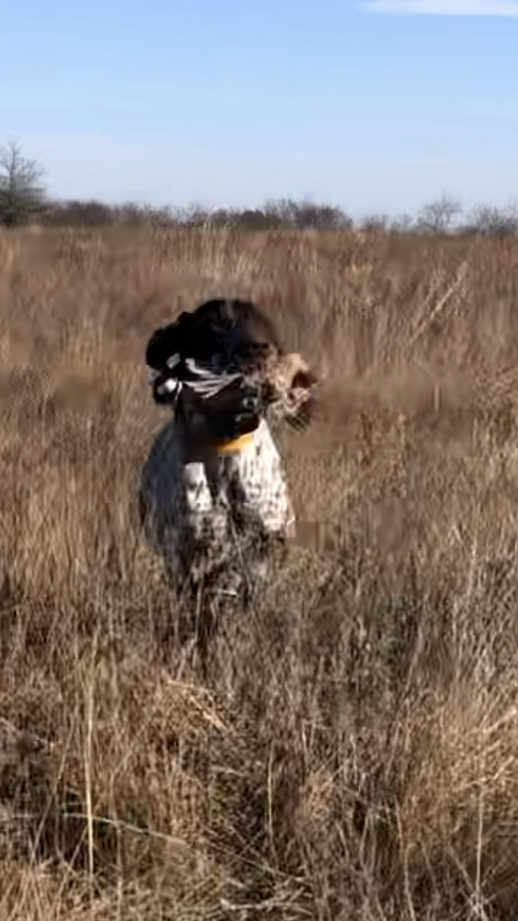 Upland Bird Hunting | Corsicana, TX 75109, USA | Phone: (903) 641-7196