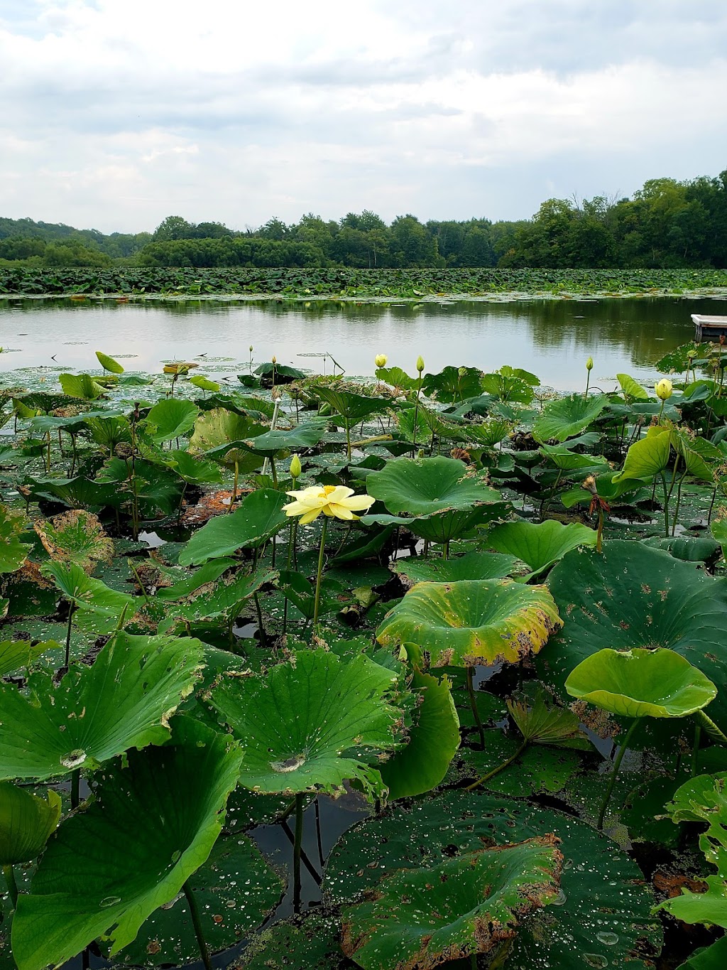 Cowan Lake State Park | 1750 Osborn Rd, Wilmington, OH 45177, USA | Phone: (937) 382-1096