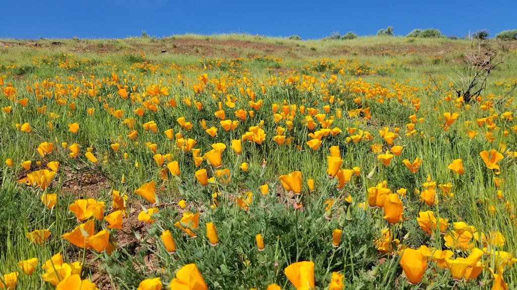 Coyote Hills Regional Park | 8000 Patterson Ranch Rd, Fremont, CA 94555, USA | Phone: (510) 544-3220