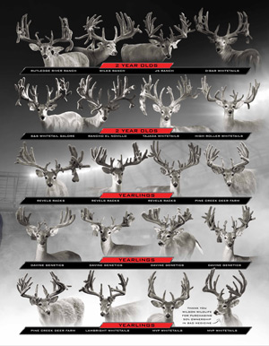 MVP Whitetails | 4400 Kaufman Rd, Kaufman, TX 75142, USA | Phone: (214) 683-9906