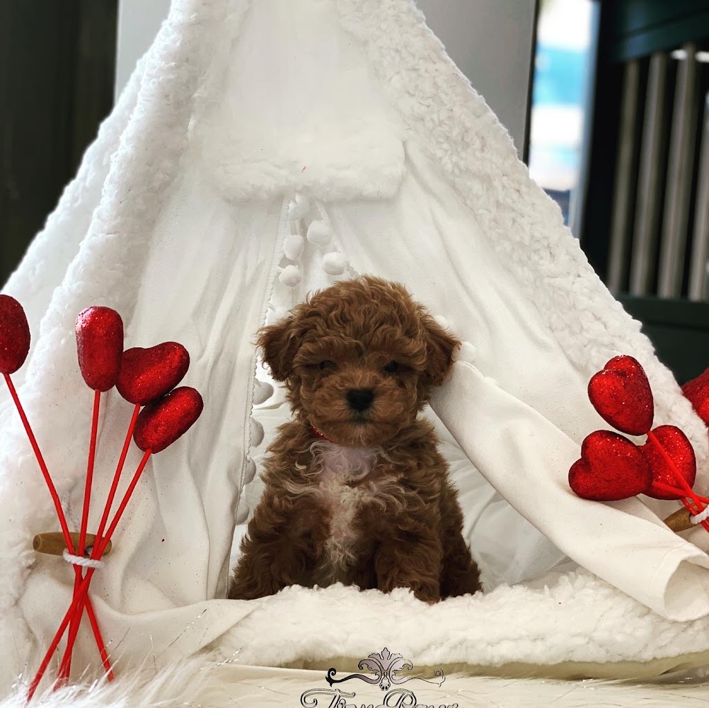 Tiny Paws Teacup & Toy Puppy Boutique | 18545 W Dixie Hwy, Aventura, FL 33180 | Phone: (305) 934-7889