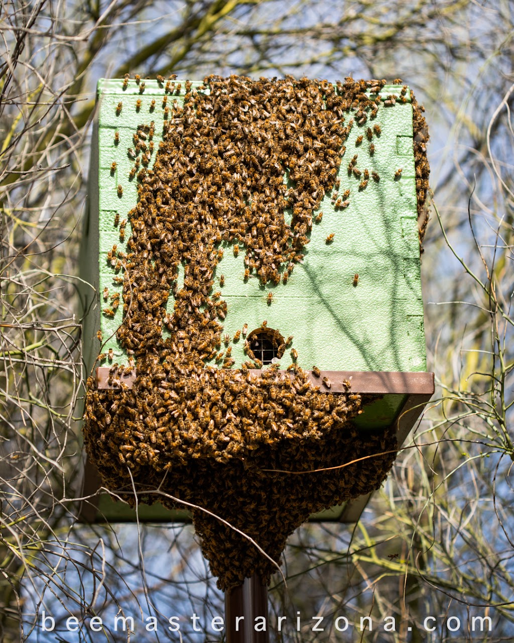 BeeMaster Inc | 10645 N Oracle Rd Ste 121 Box 232, Tucson, AZ 85737, USA | Phone: (520) 623-9349