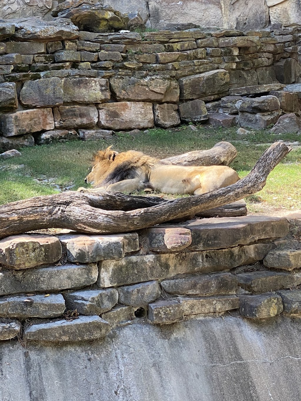Tiger Treats at Fort Worth Zoo | 1989 Colonial Pkwy, Fort Worth, TX 76109, USA | Phone: (817) 759-7555