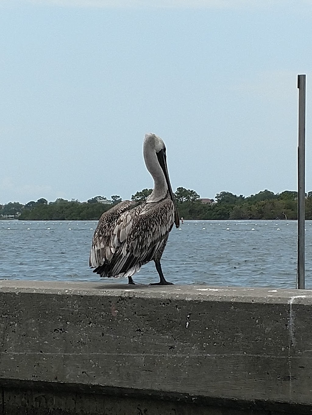 Anclote River Park | 1119 Baillies Bluff Road, Holiday, FL 34691 | Phone: (727) 938-2598