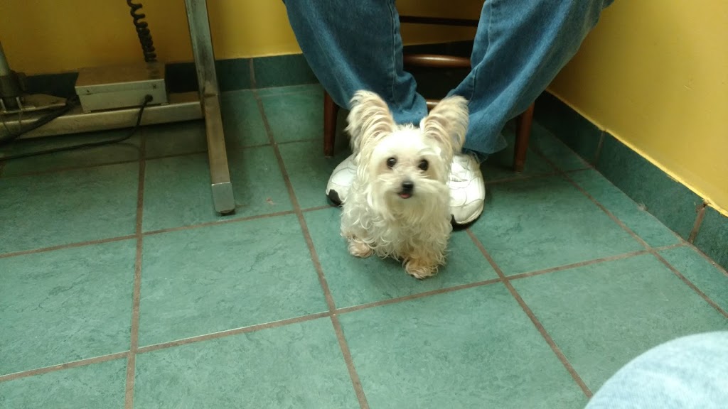 Portland Animal Hospital | 1105 S Broadway, Portland, TN 37148, USA | Phone: (615) 325-6453