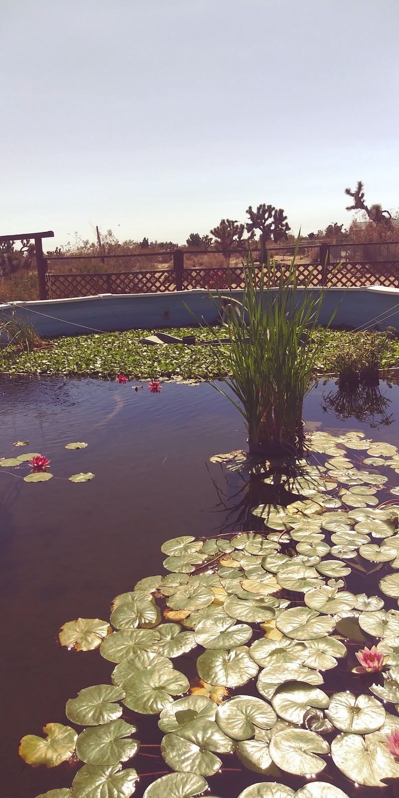 M&M pond Plants | 12472 Mountain Rd, Pinon Hills, CA 92372, USA | Phone: (661) 361-6467