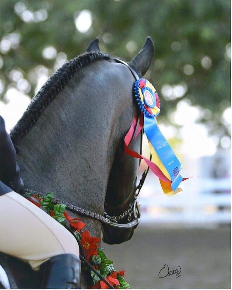 Stokes Equestrian | 40095 Green Meadow Rd, Temecula, CA 92592, USA | Phone: (949) 510-2848