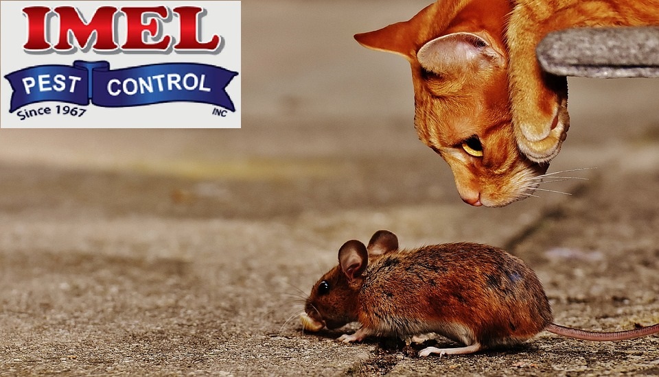 Imel Pest Control Inc | 430 S Prairie St, Bethalto, IL 62010, USA | Phone: (618) 377-9839