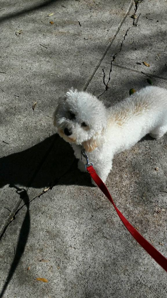Furry Guys Pet Care | 7259 Elm St, Frisco, TX 75034, USA | Phone: (214) 931-3333