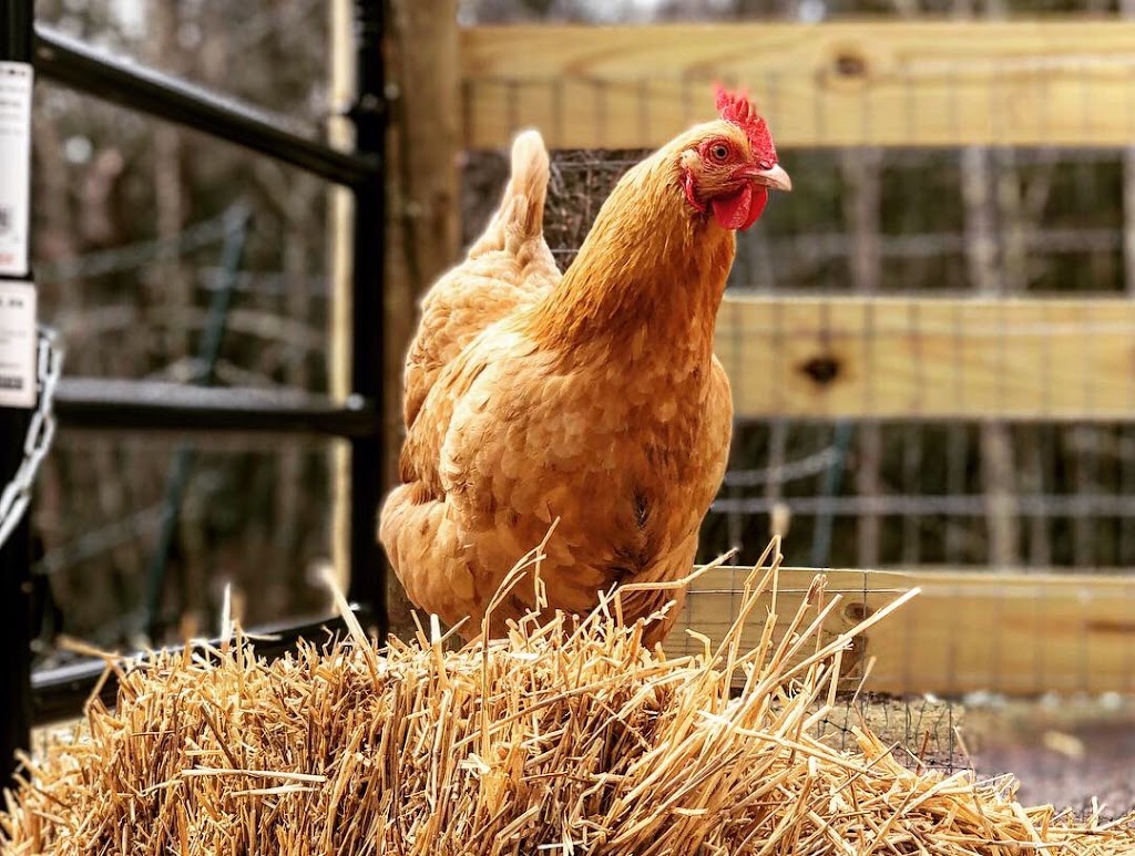 Wormuth Farm | 577 County Road 519, Wantage, NJ 07461, USA | Phone: (347) 328-4764