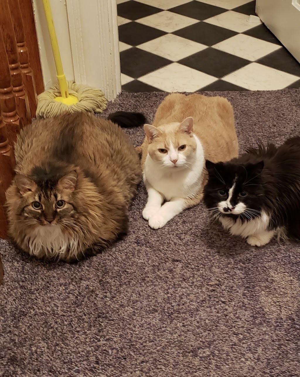 Waynesburg Animal Hospital | 2642 Mount Morris Rd, Waynesburg, PA 15370, USA | Phone: (724) 627-5550