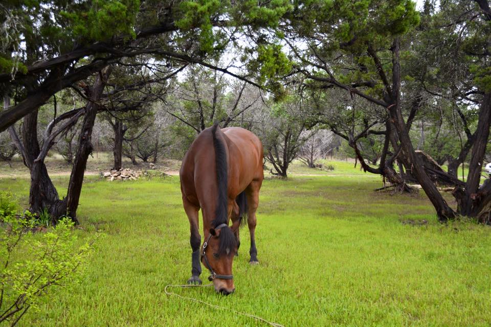 Coraggio Equestrian | 12901 Trail End, Austin, TX 78737, USA | Phone: (512) 567-9723
