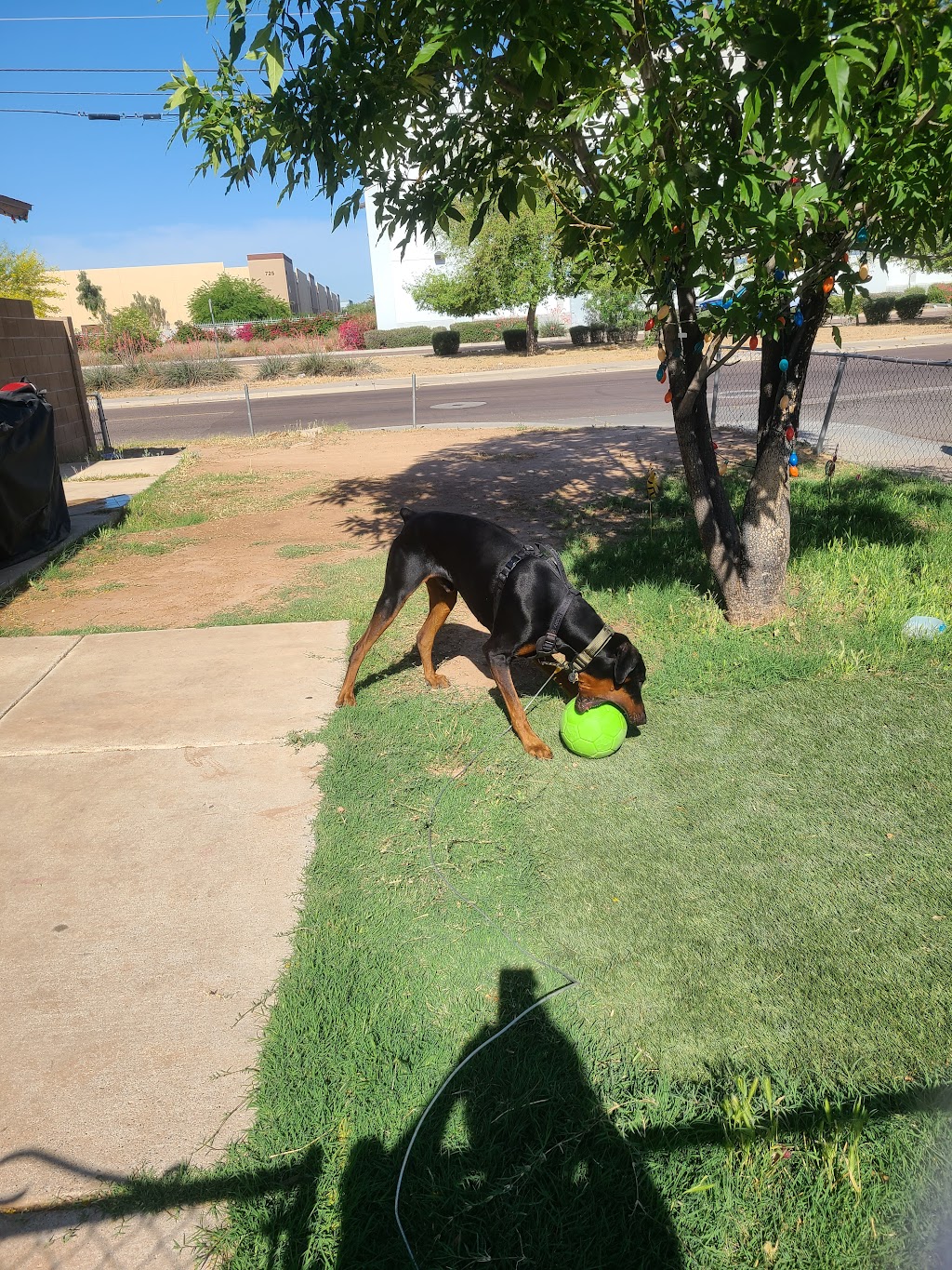 Friendship Dog Park | 12353 W McDowell Rd, Avondale, AZ 85392, USA | Phone: (623) 333-2400