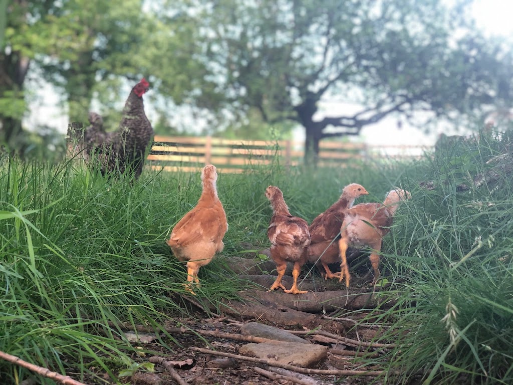 Wormuth Farm | 577 County Road 519, Wantage, NJ 07461, USA | Phone: (347) 328-4764