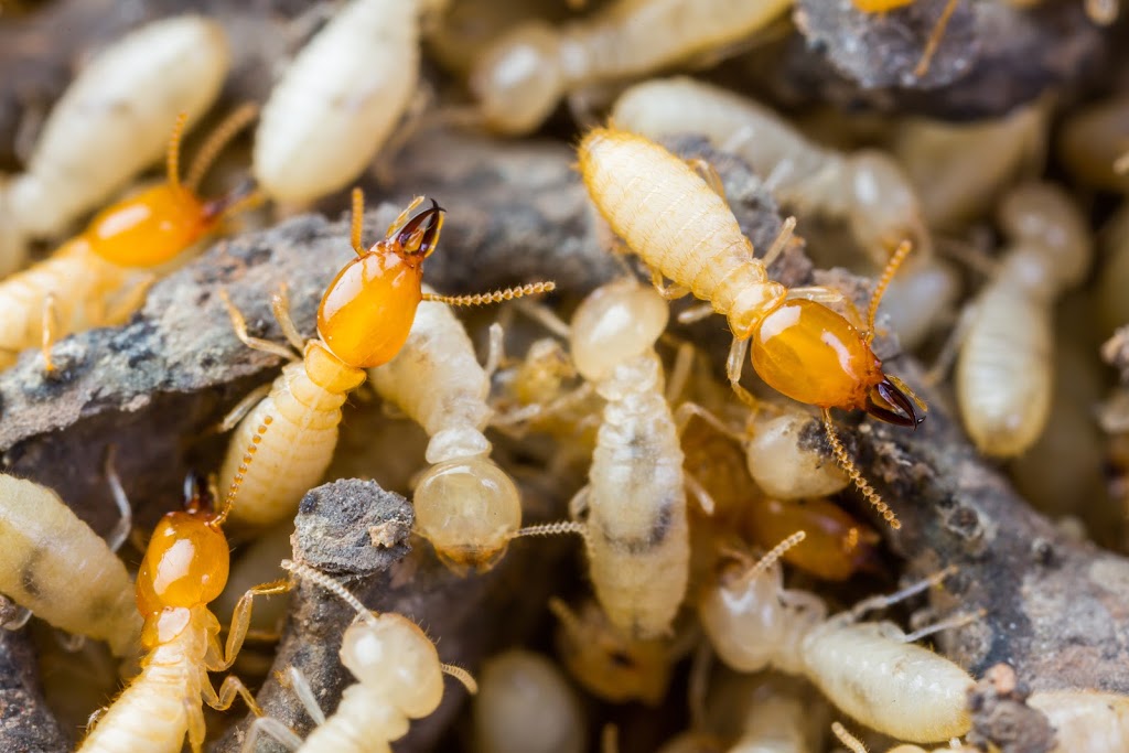 Upright Termite Control | 3927 Grace Ave, Baldwin Park, CA 91706, USA | Phone: (626) 939-3320