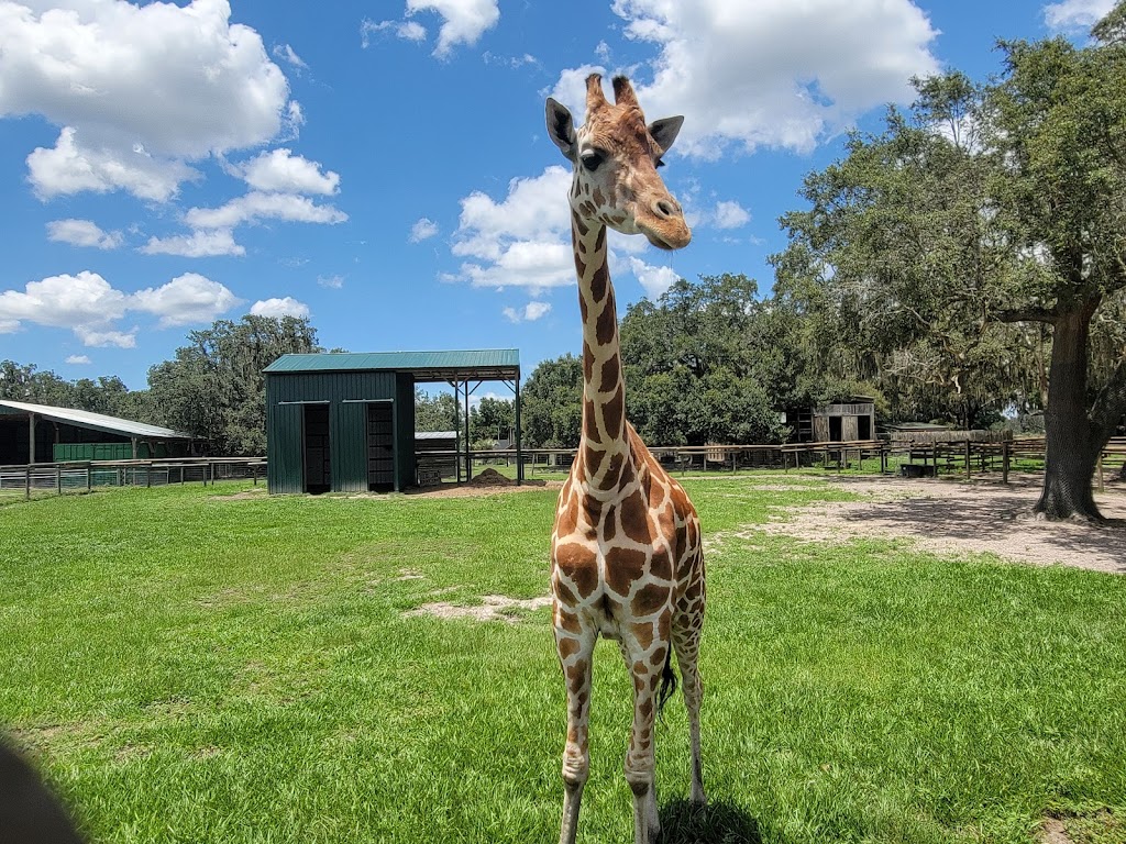 Giraffe Ranch | 38650 Mickler Rd, Dade City, FL 33523, USA | Phone: (813) 482-3400