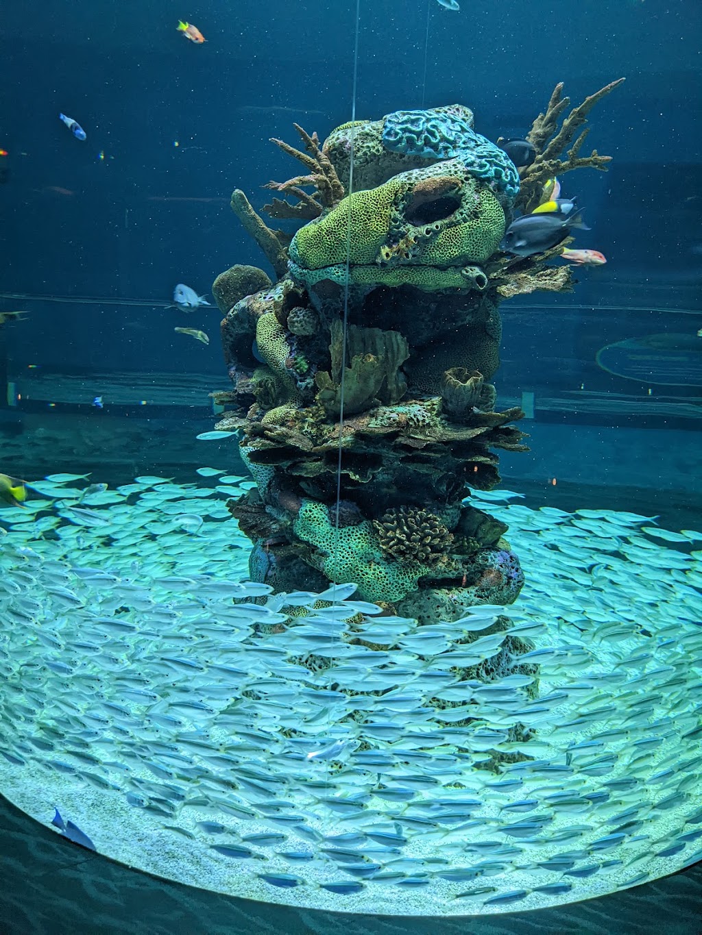 Mississippi Aquarium | 2100 E Beach Blvd, Gulfport, MS 39501, USA | Phone: (228) 241-1300