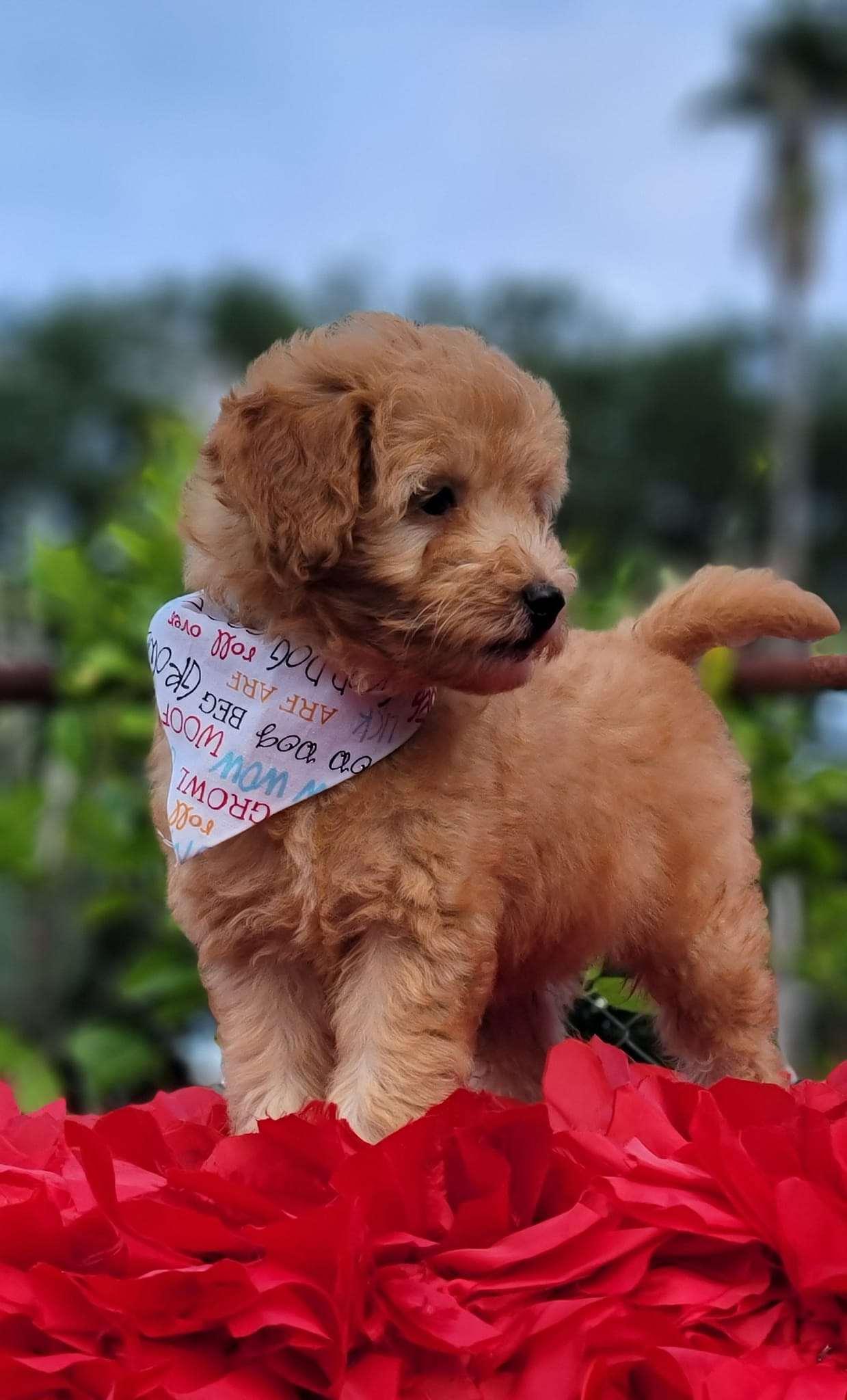 Goldendoodle By Aggie | S Wind, Kissimmee, FL 34746 | Phone: (407) 655-6285