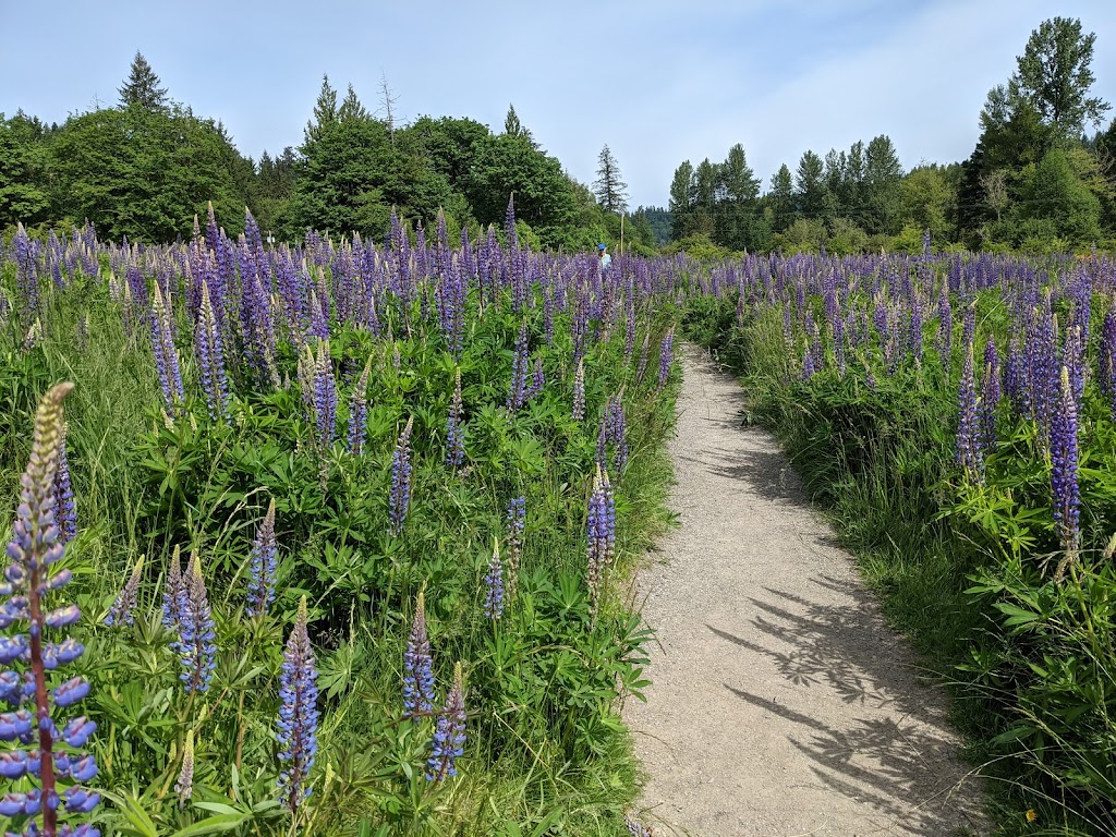 Evans Creek Preserve | 4001 224th Ave NE, Redmond, WA 98053, USA | Phone: (425) 295-0553