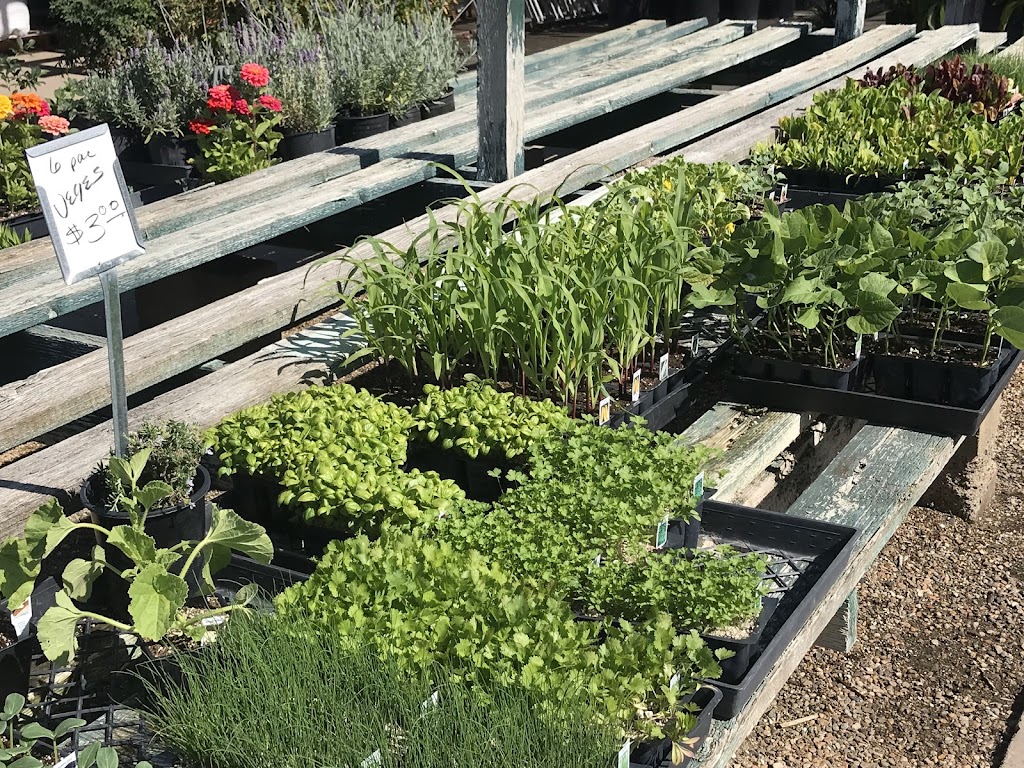 Plant House Nursery | 1163 N 2nd St, El Cajon, CA 92021, USA | Phone: (619) 442-2549 Plant House Nursery | 1163 N 2nd St, El Cajon, CA 92021, USA | Phone: (619) 442-2549
