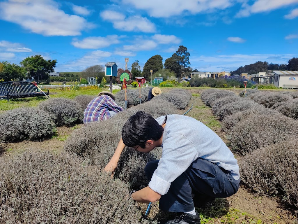 Natural Bridges Farm by Homeless Garden Project | Shaffer Rd, Santa Cruz, CA 95060, USA | Phone: (831) 426-3609