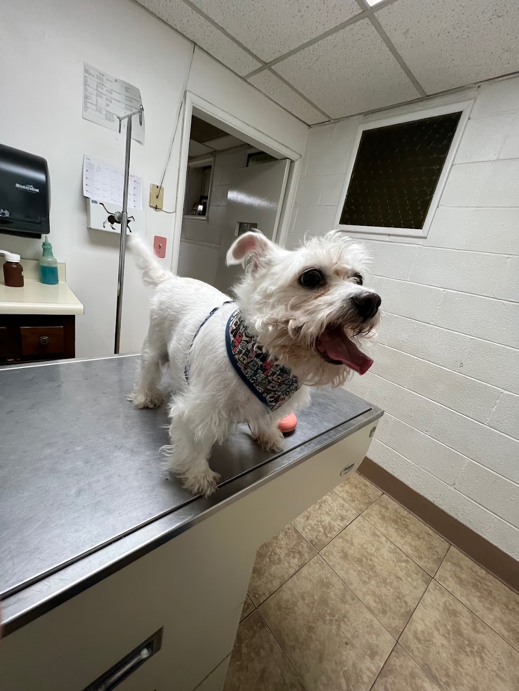 Delano Veterinary Hospital | 726 S High St., Delano, CA 93215, USA | Phone: (661) 725-8614