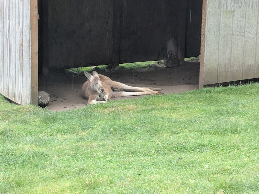 Fall City Wallaby Ranch | 35303 SE Fish Hatchery Rd, Fall City, WA 98024, USA | Phone: (206) 354-8624