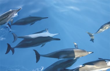 Maui Magic Molokini Snorkel Tour | 11 Maalaea Rd, Slip, Number 55, Wailuku, HI 96793 | Phone: (808) 879-8177