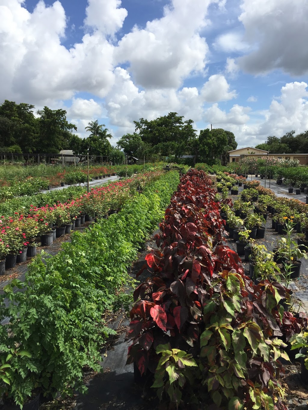 Bill Ingram Wholesale Nursery | 15590 SW 256th St, Homestead, FL 33032, USA | Phone: (305) 247-1483