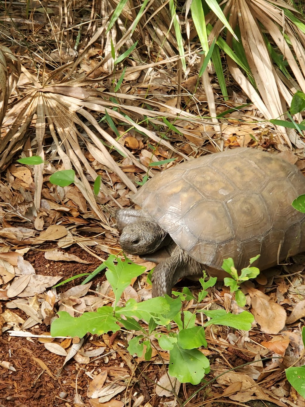 Violet Cury Preserve | 1802 Sinclair Hills Rd, Lutz, FL 33549, USA | Phone: (813) 672-7876