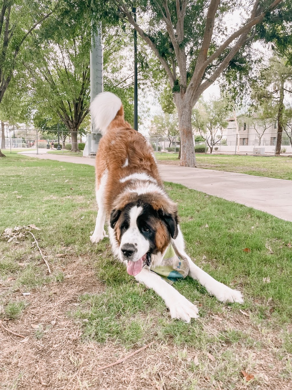 Pocket Park for Pups | 22526 S Ellsworth Rd, Queen Creek, AZ 85142, USA | Phone: (480) 358-3770