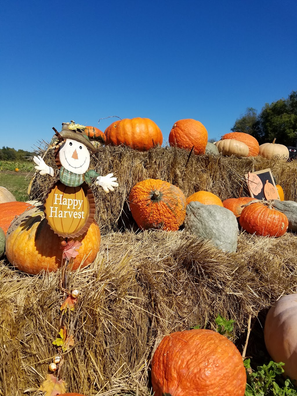 Powell Pumpkin Patch | 25695 Spring Valley Rd, Louisburg, KS 66053, USA | Phone: (913) 879-2477