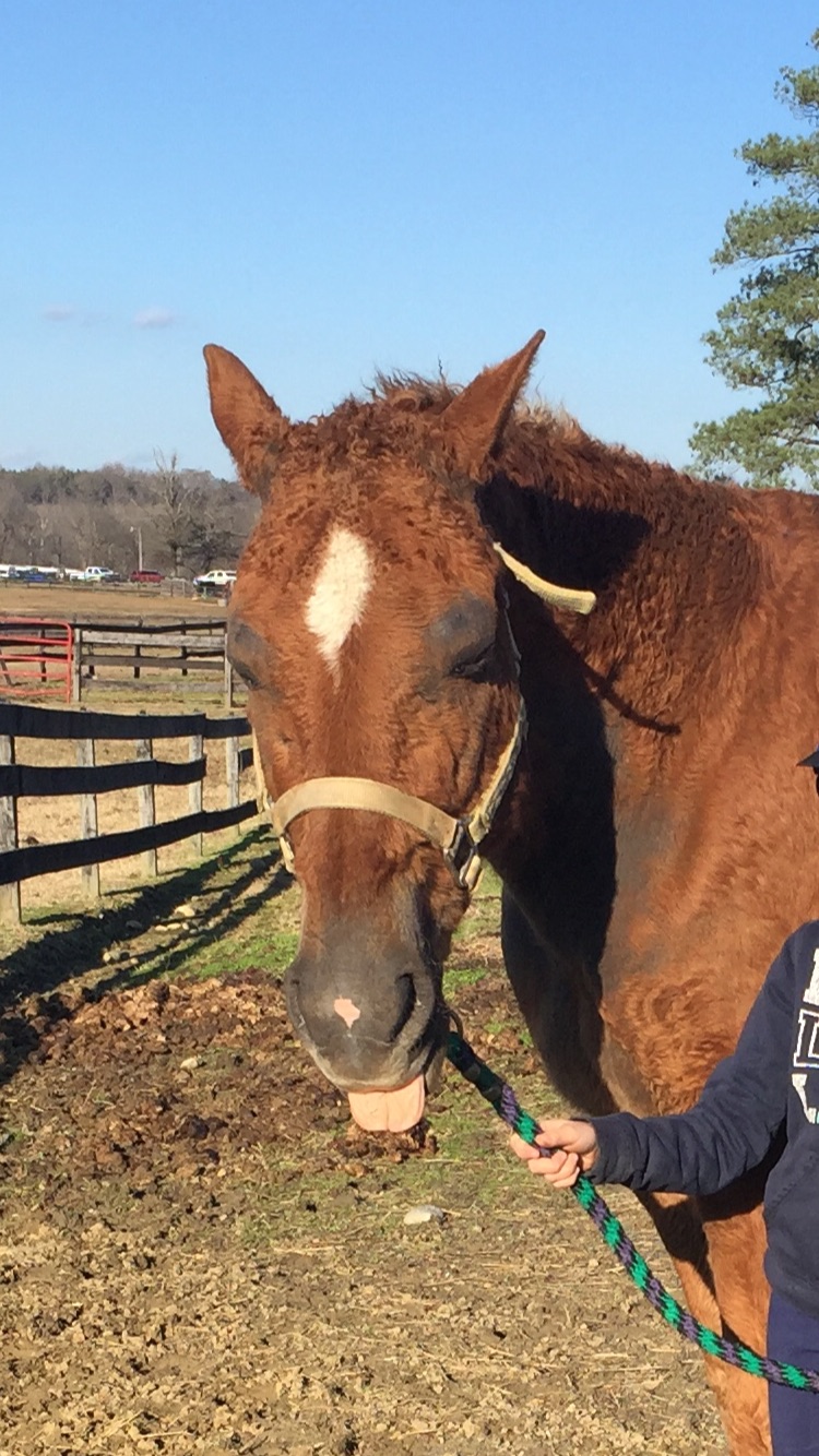 The Riding School at James River Equestrian Center | 414 Huguenot Trail, Midlothian, VA 23113, USA | Phone: (804) 594-0760