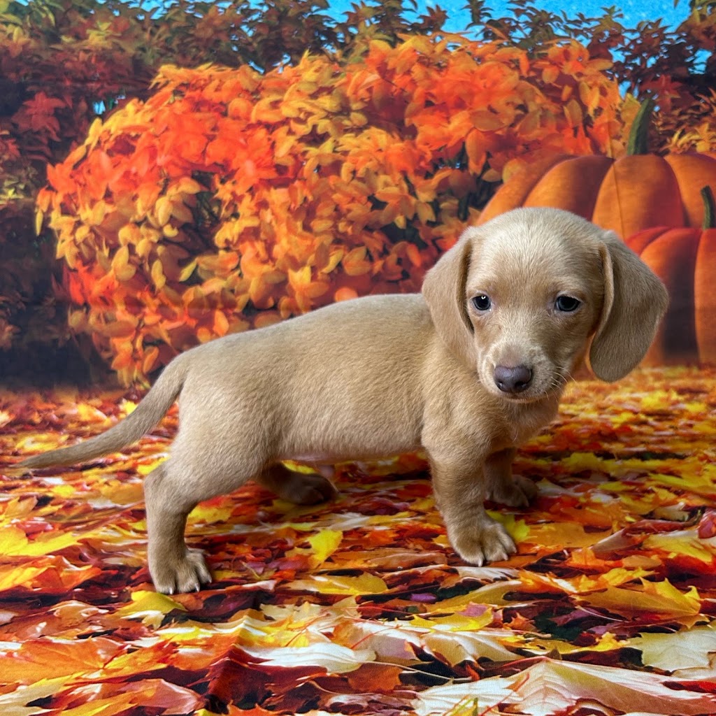 Puppy Dreams - Arlington | 2401 W Pioneer Pkwy #145, Pantego, TX 76013, USA | Phone: (682) 270-0092