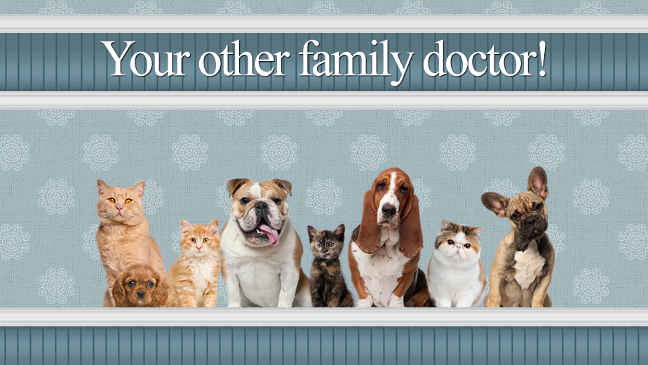 Central Jersey Veterinary Clinic | 1014 Raritan Ave, Highland Park, NJ 08904, USA | Phone: (732) 819-8299