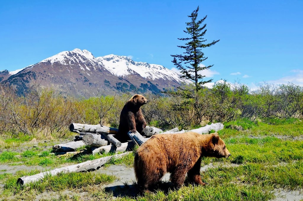 Alaska Wildlife Conservation Center | 43520 Seward Hwy, Girdwood, AK 99587, USA | Phone: (907) 783-0058