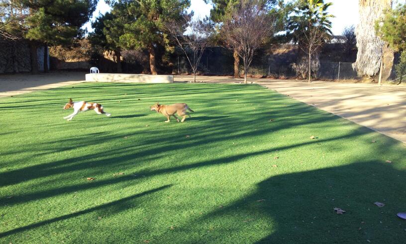 Miyuki Dog Park | San Jose, CA 95119, USA | Phone: (408) 535-3570