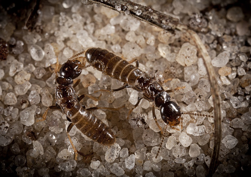 Extermital Termite & Pest Control | 4700 US-42, Mason, OH 45040, USA | Phone: (513) 398-8499