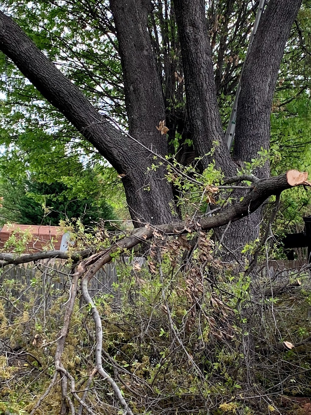 Rivera’s tree service | 102 Ridgeway Cir, Lewisville, TX 75067, USA | Phone: (214) 682-8534