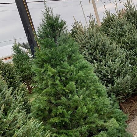 Ricks Christmas Trees | 401 Main St, Grafton, OH 44044, USA | Phone: (440) 346-7252