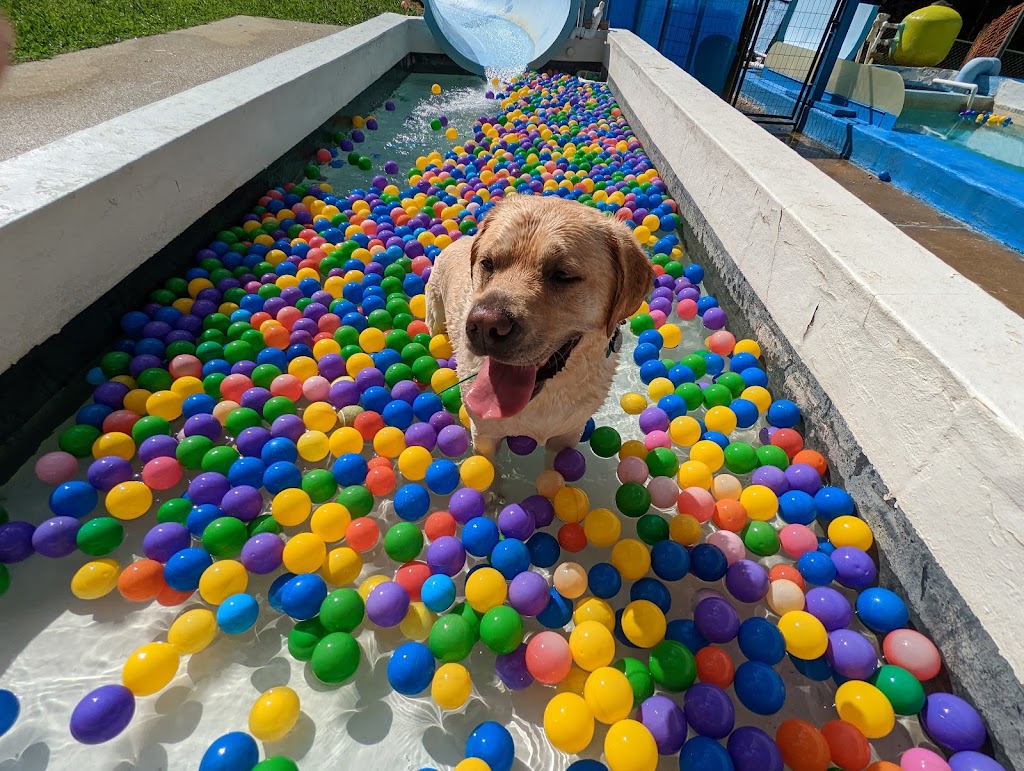 DogWorld Dog Park | 2275 Lynn St, Kannapolis, NC 28083, USA | Phone: (980) 277-0647