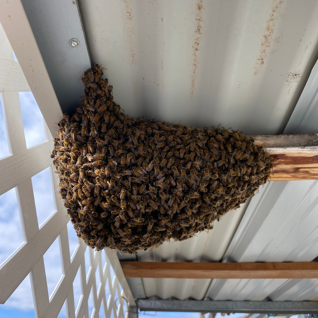 Victory Bee Removal | 3125 Jemez Dr, San Diego, CA 92117, USA | Phone: (619) 494-0757