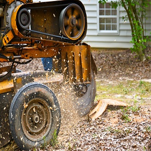 Tree Surgeons of Kalamazoo | 2405 Althea St, Kalamazoo, MI 49006, United States | Phone: (269) 247-5137
