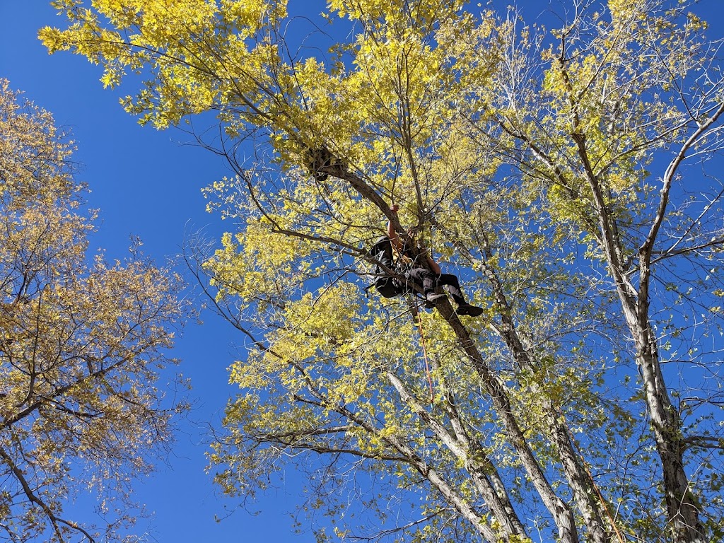 Tree Rescue for Cats | 3700 Wonderland Hill Ave, Boulder, CO 80304, USA | Phone: (661) 599-6766